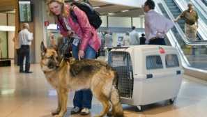 Ako v ktorom prepravy na prepravu zvierat, aby ich nepoškodili